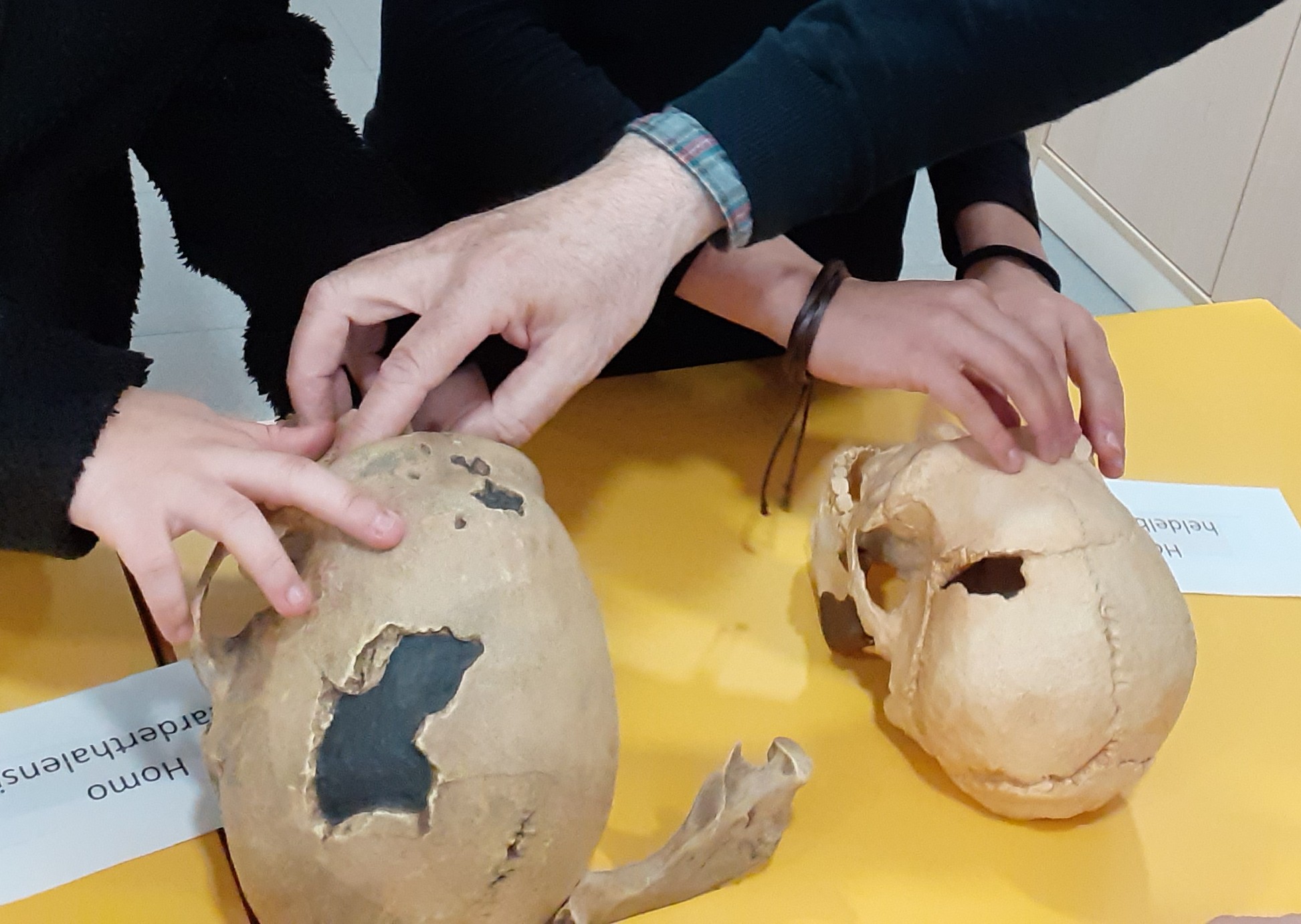 Alumnos explorando con las manos cráneos de diferentes especies