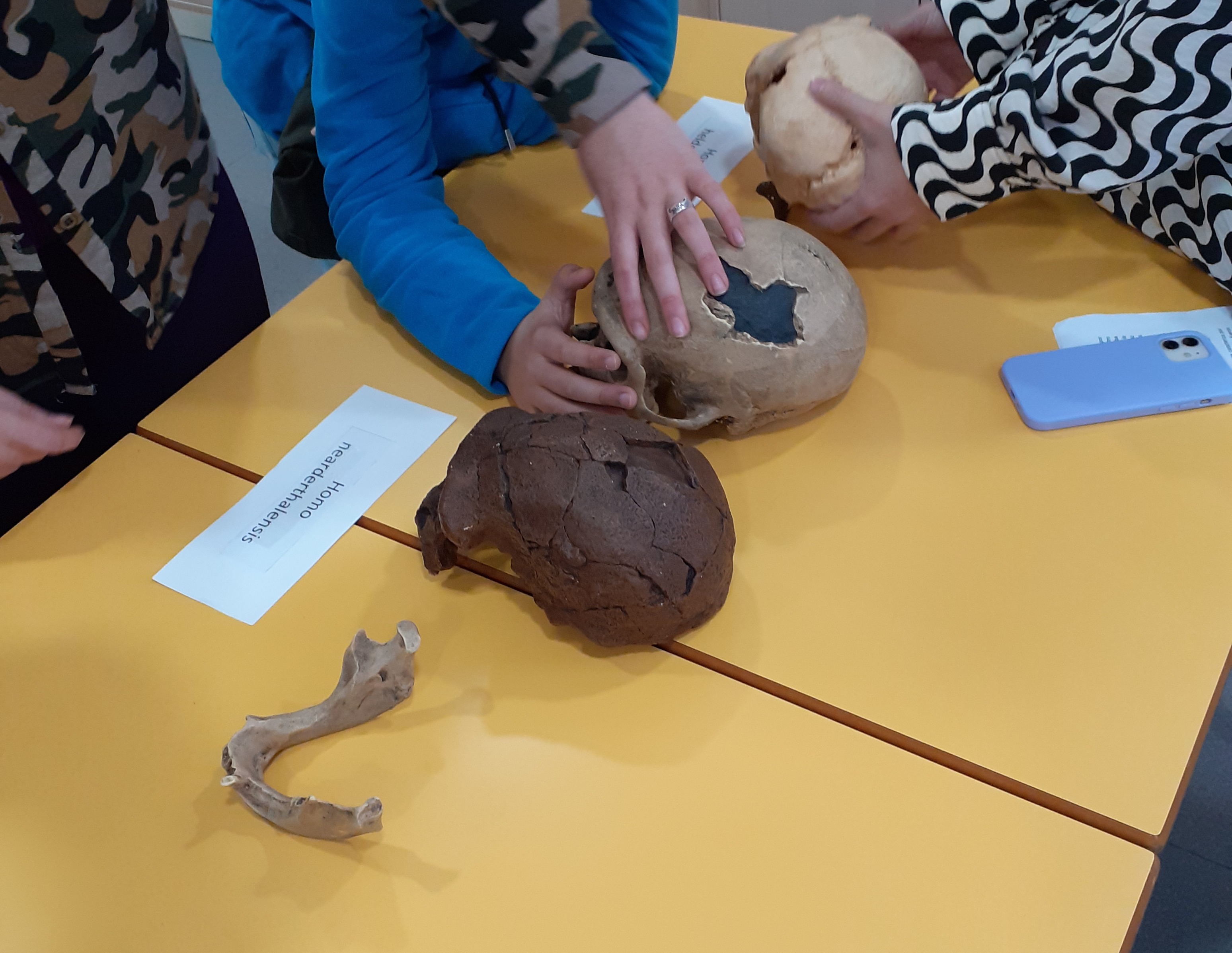 Nueva exploración de cráneos en el taller del CRE