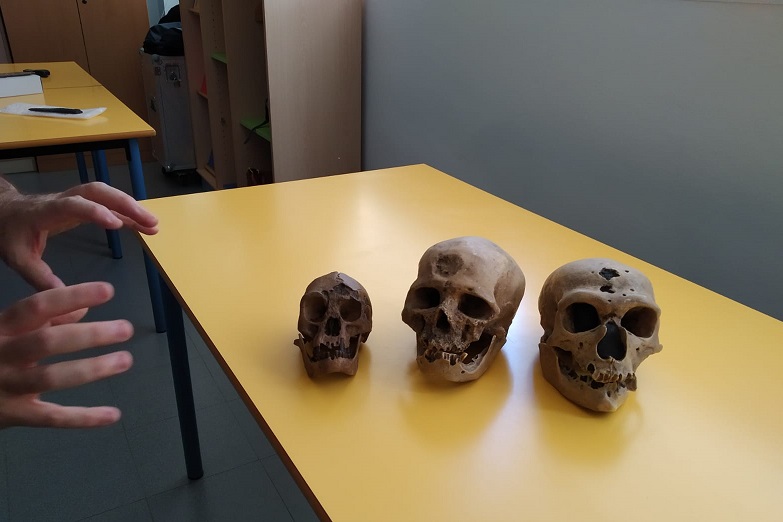 Varios cráneos sirvieron de herramientas para mejorar el conocimiento de la evolución humana