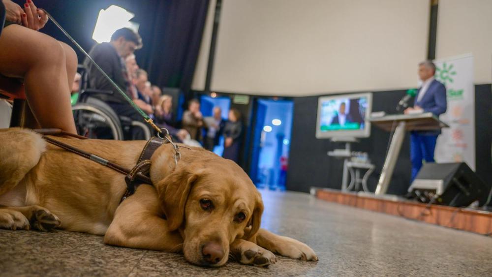 No faltaron perros guías en la presentación del cupón entre el público