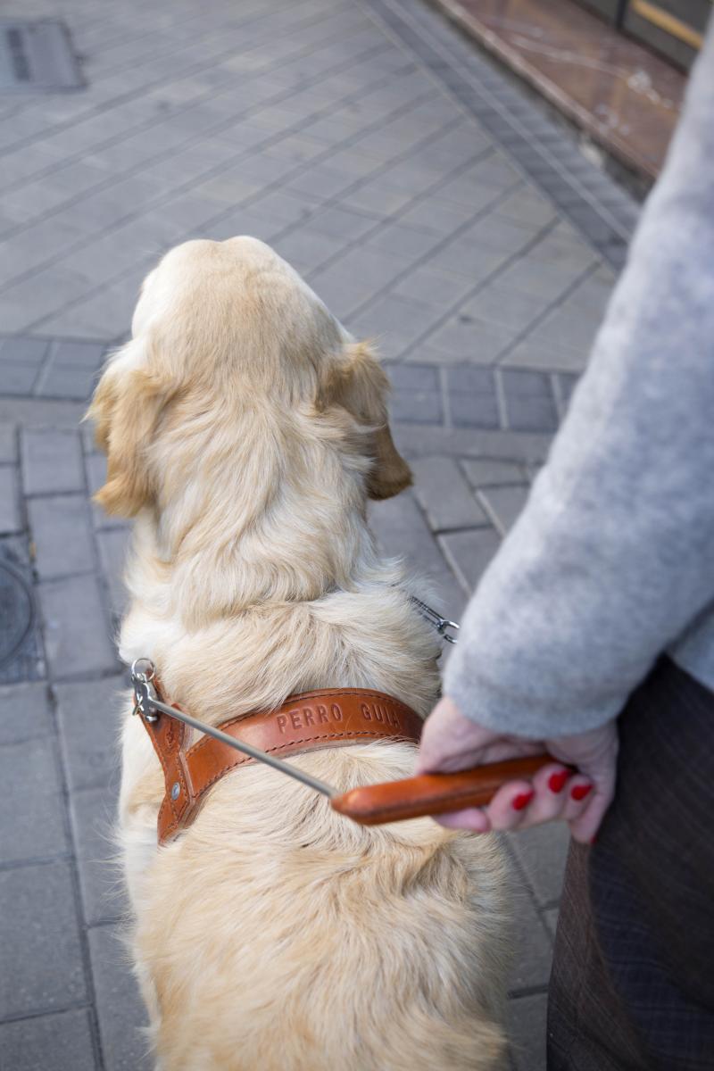 Perso ciega agarra el arnés del perro guía