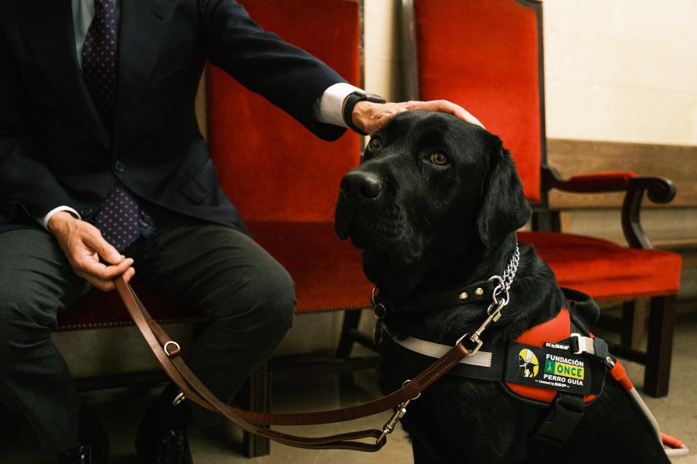 La mano del jueza acaricia a su perro guía
