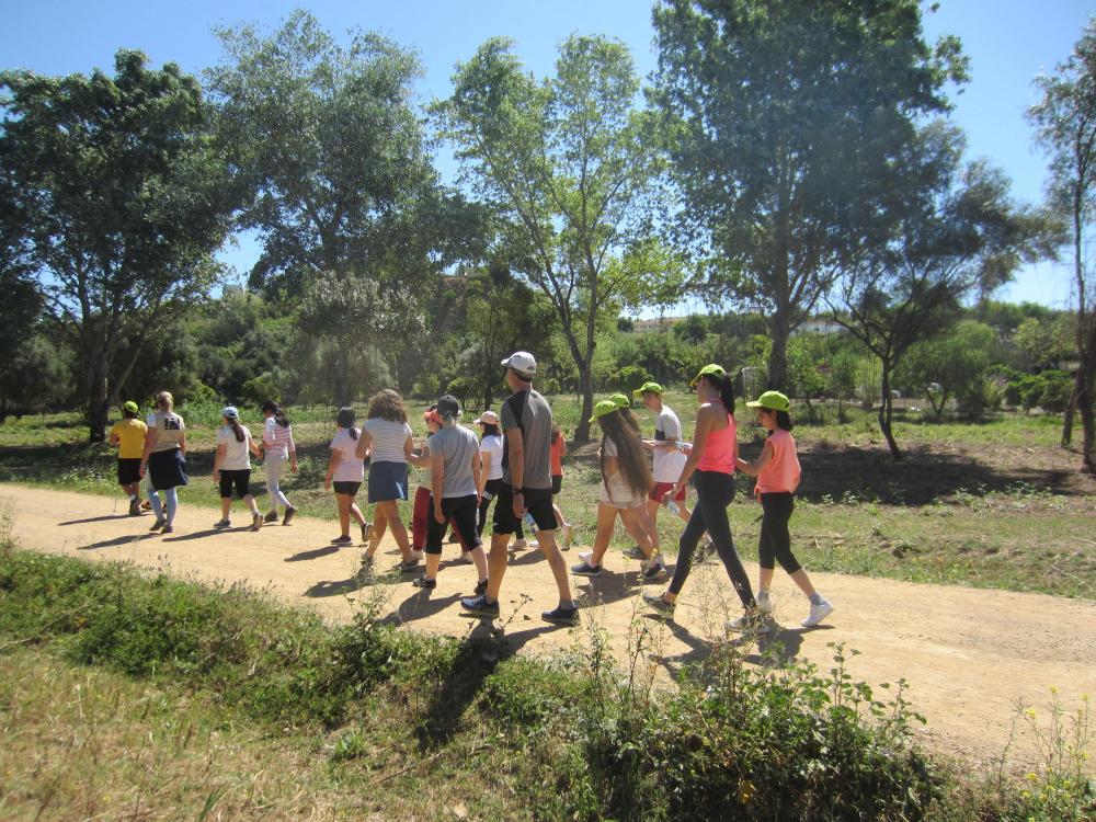 Actividad de Senderismo: Caminando entre álamos.