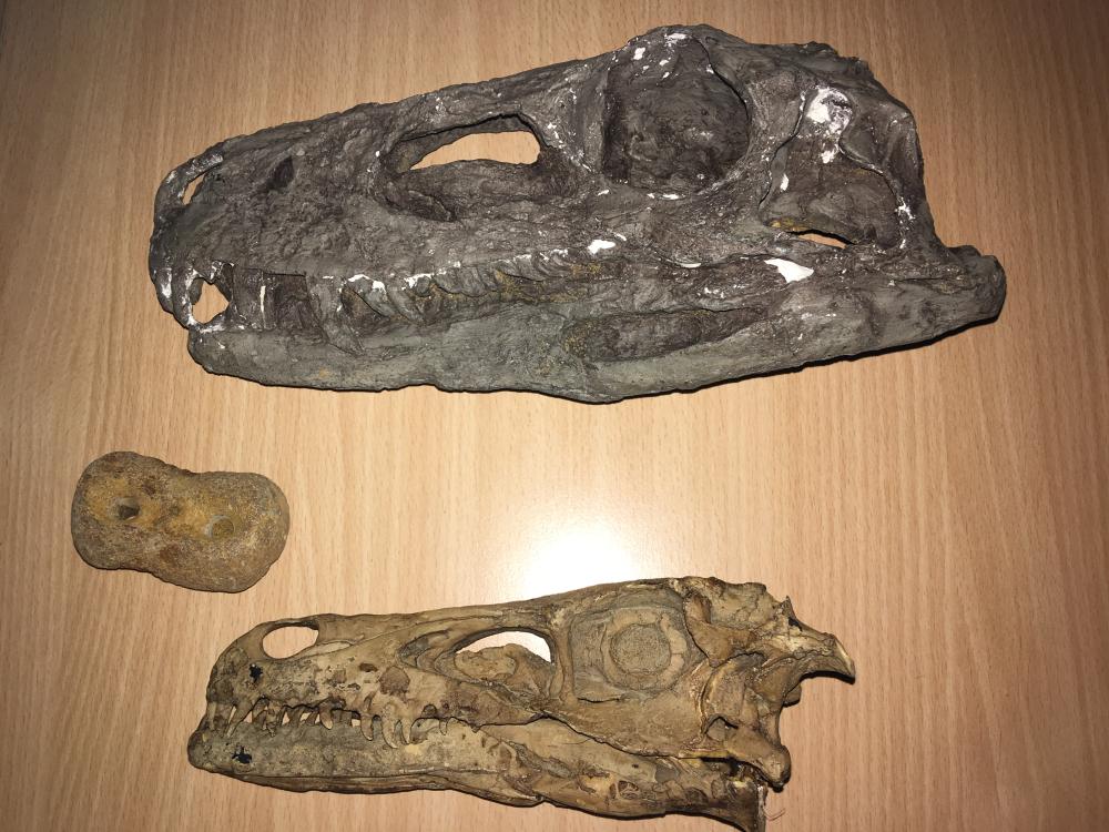 Cráneos de dinosaurios