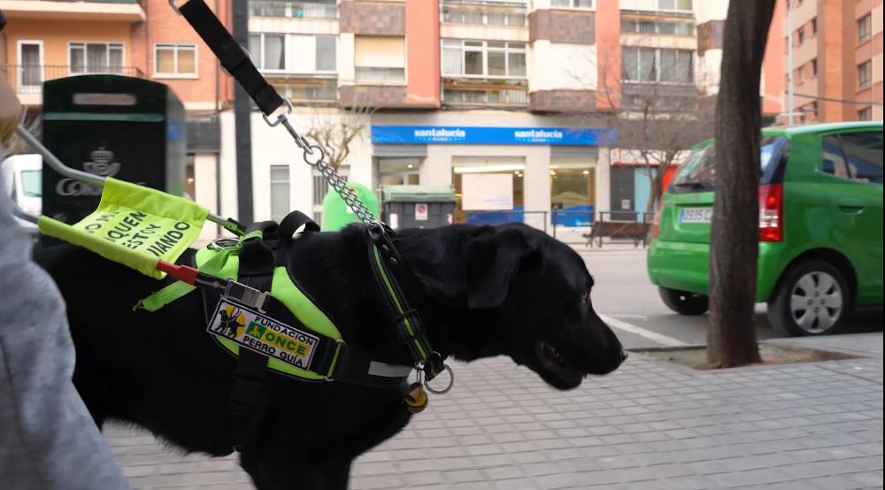 Imagen de perro guía guiando a un usuario