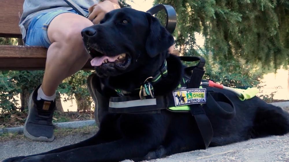 Imagen de un perro guía tumbado