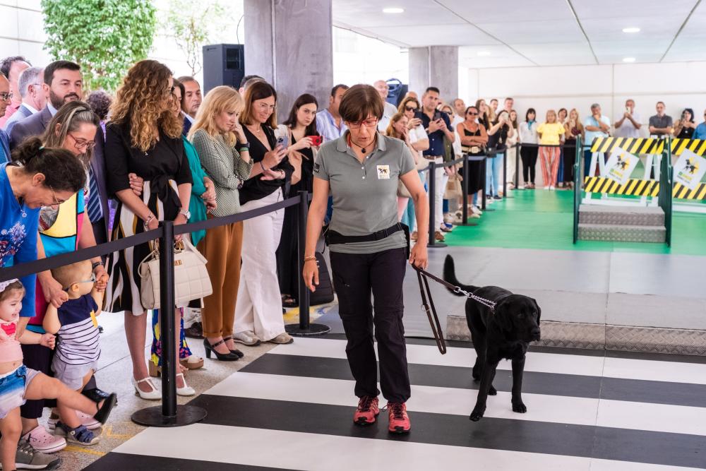 Exhibición de perros guía