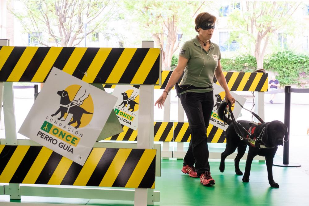 Exhibición de perros guía en su circuito